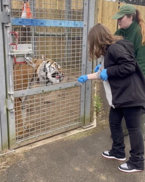 lily-rae tiger lily-rae tiger