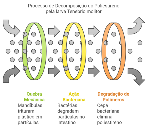 Decomposição Tenebrio molitor Decomposição Tenebrio molitor